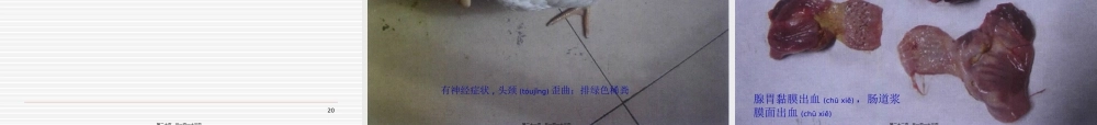 2022年医学专题—禽病防治要决(1).ppt