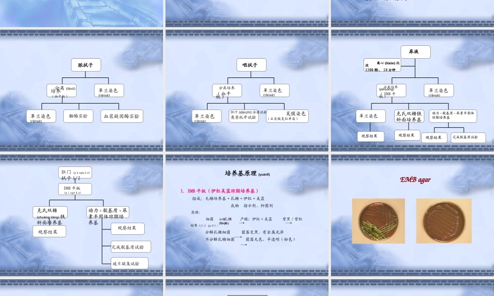 2022年医学专题—未知肠道杆菌的分离鉴定程序.ppt