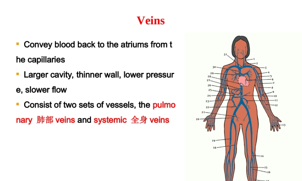 vein-lymph静脉淋巴组胚.ppt