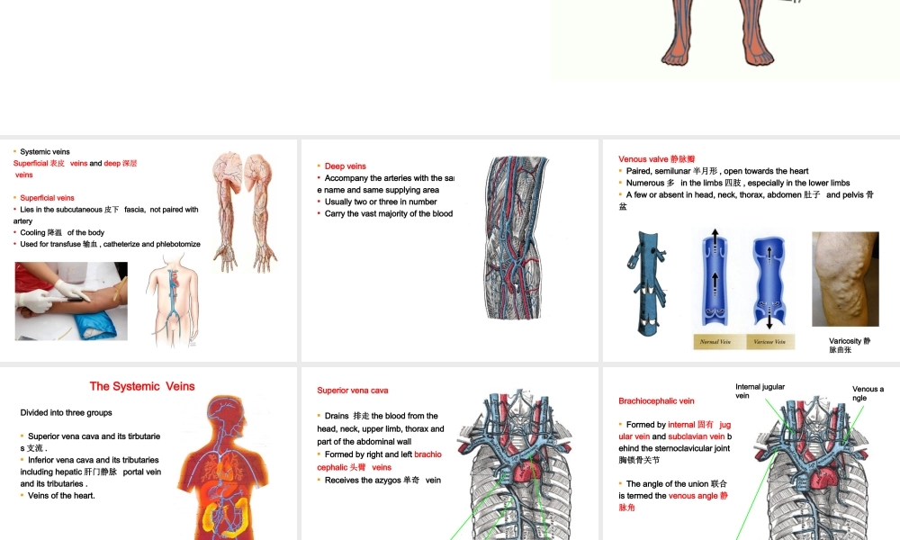 vein-lymph静脉淋巴组胚.ppt