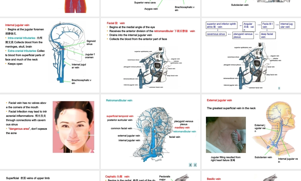 vein-lymph静脉淋巴组胚.ppt