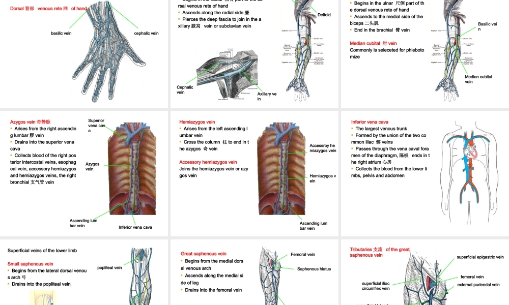 vein-lymph静脉淋巴组胚.ppt