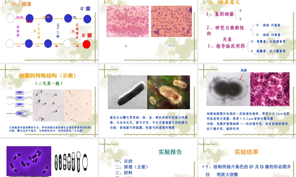 细菌形态学检查.ppt