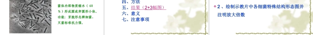 细菌形态学检查.ppt