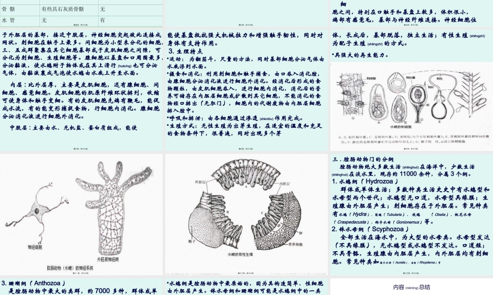 2022年医学专题—腔肠动物门Coelenterala腔肠动物是真正后生动物开.ppt