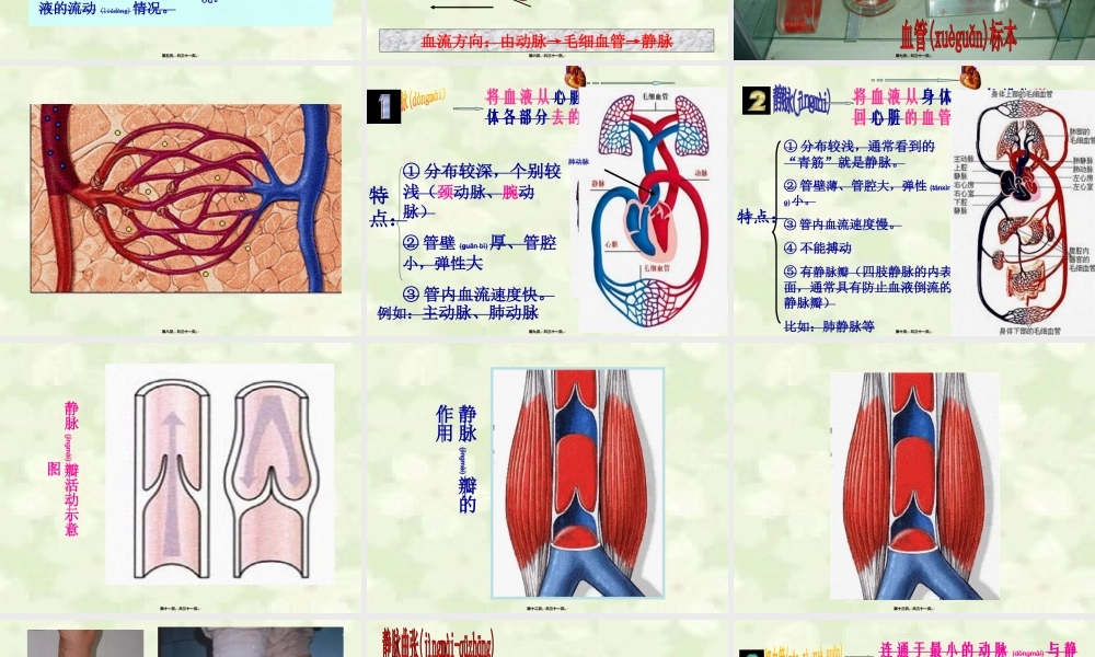 2022年医学专题—《血流的管道—血管》.ppt