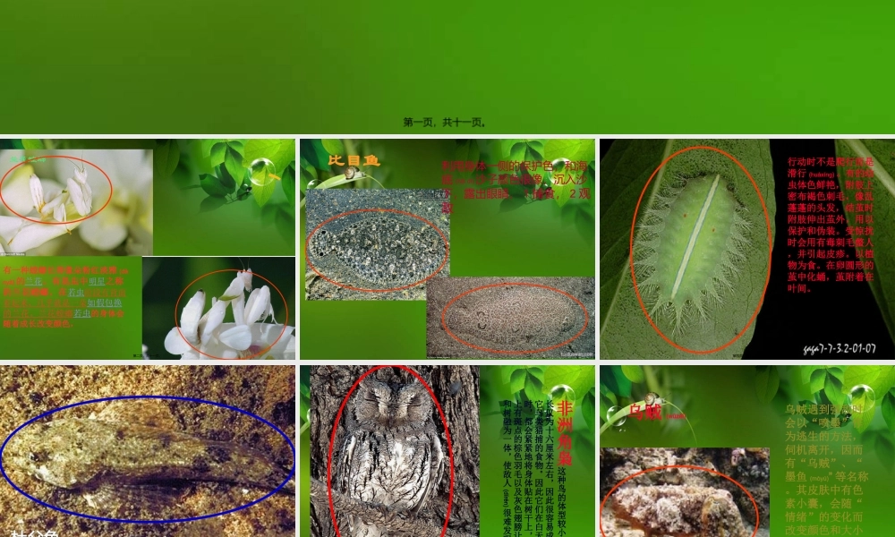 2022年医学专题—动物伪装术.ppt