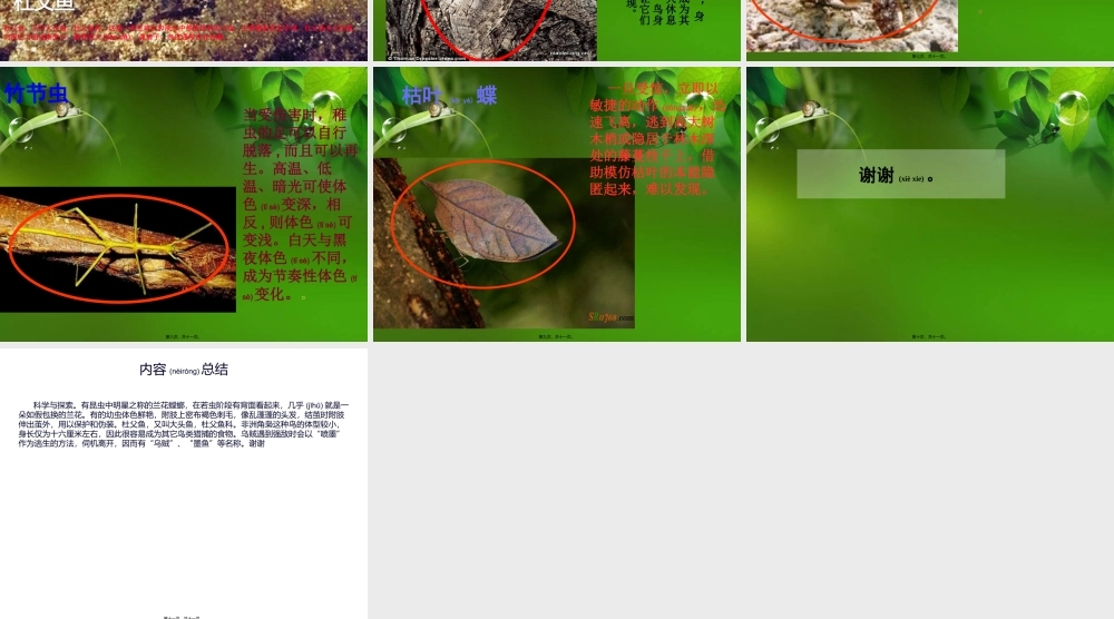 2022年医学专题—动物伪装术.ppt