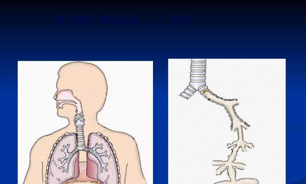 2022年医学专题—呼吸-1.ppt