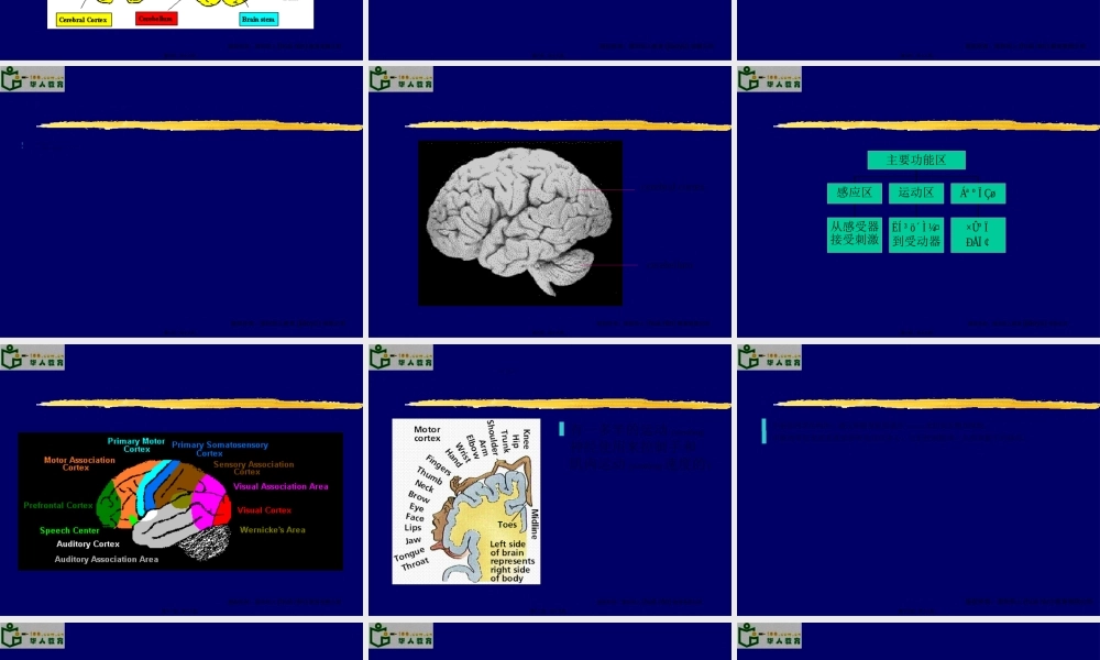 2022年医学专题—大脑结构功能.ppt