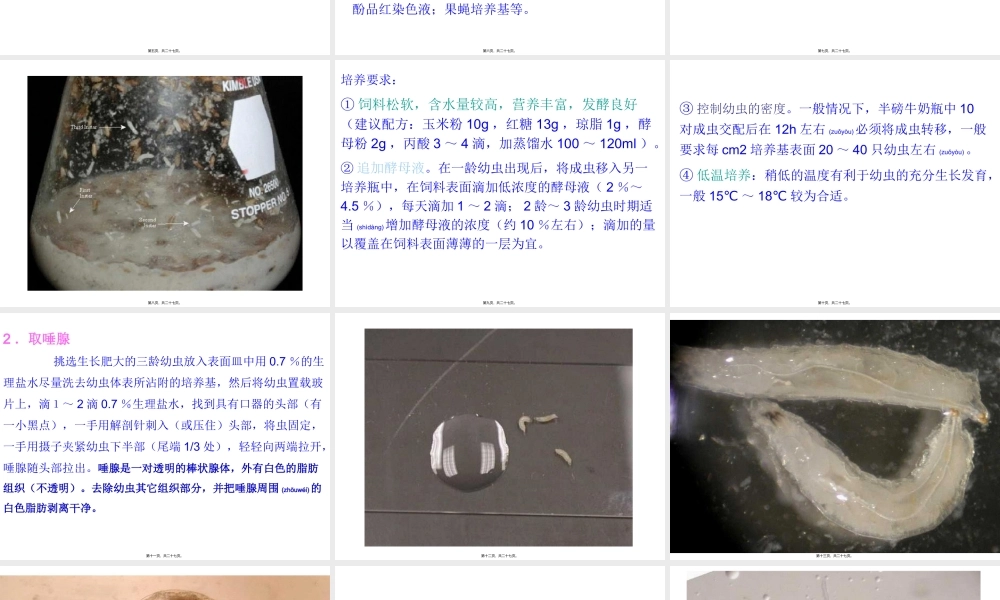 2022年医学专题—果蝇唾液腺染色体观察.ppt