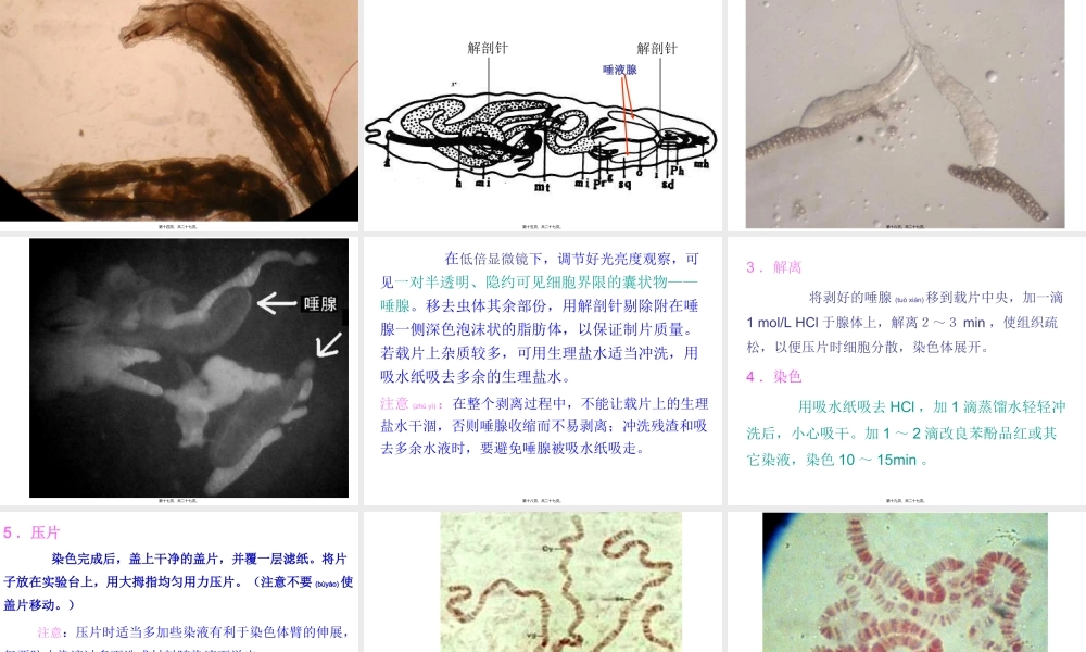 2022年医学专题—果蝇唾液腺染色体观察.ppt