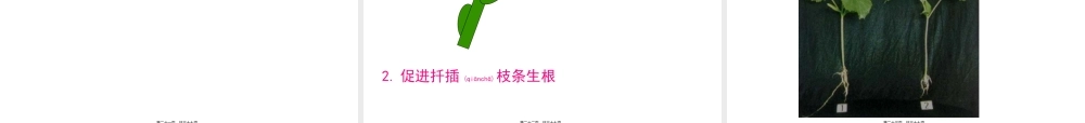 2022年医学专题—植物生长素的生理作用.ppt