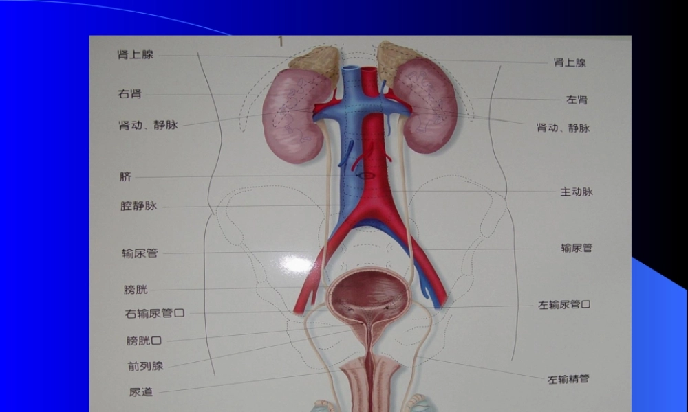 2022年医学专题—泌尿系统梗阻概论.ppt