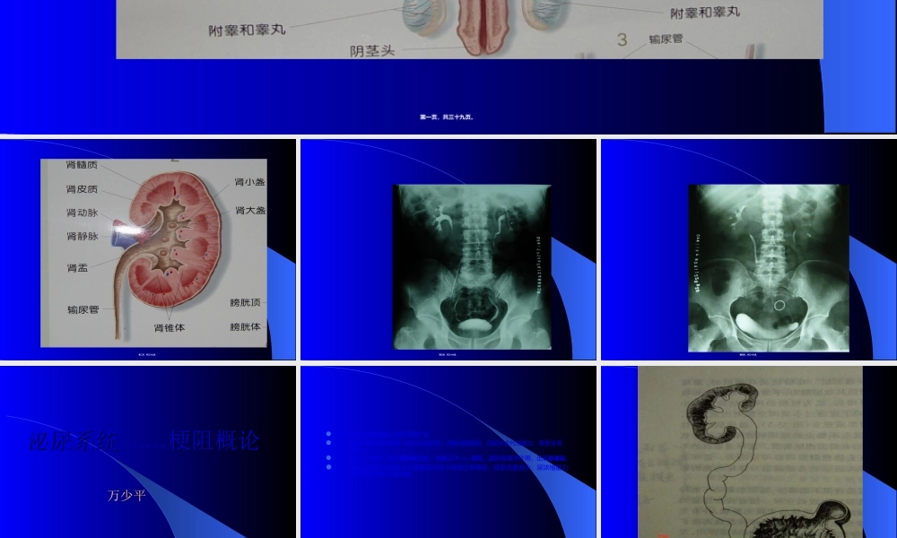 2022年医学专题—泌尿系统梗阻概论.ppt