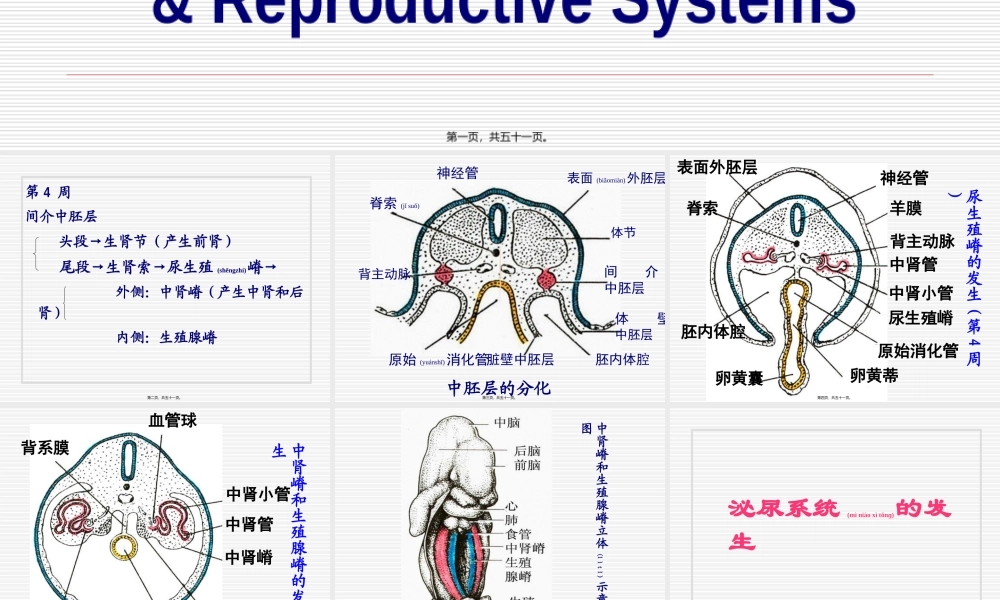2022年医学专题—泌尿系统和生殖系统.ppt