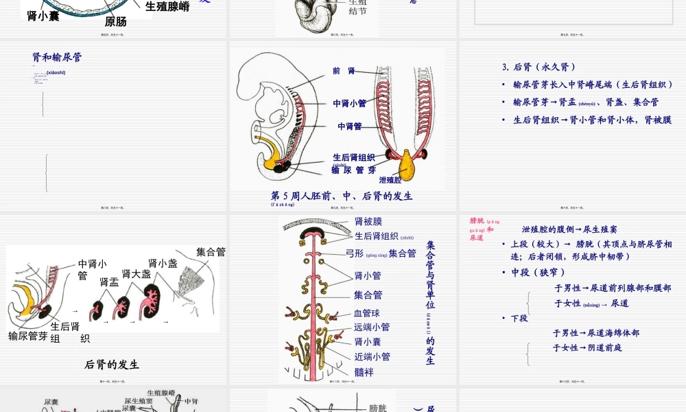 2022年医学专题—泌尿系统和生殖系统.ppt