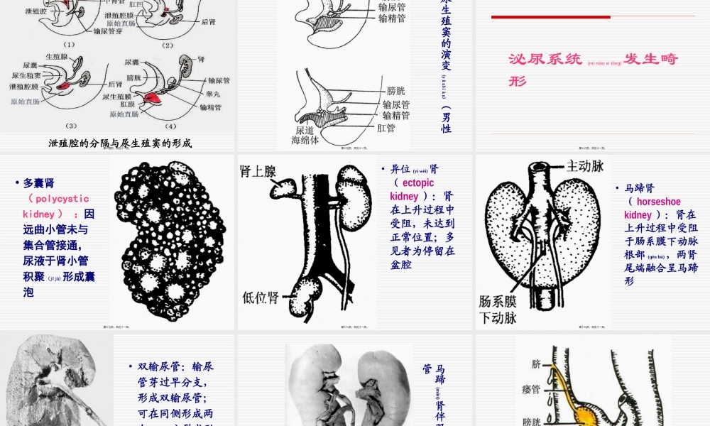 2022年医学专题—泌尿系统和生殖系统.ppt