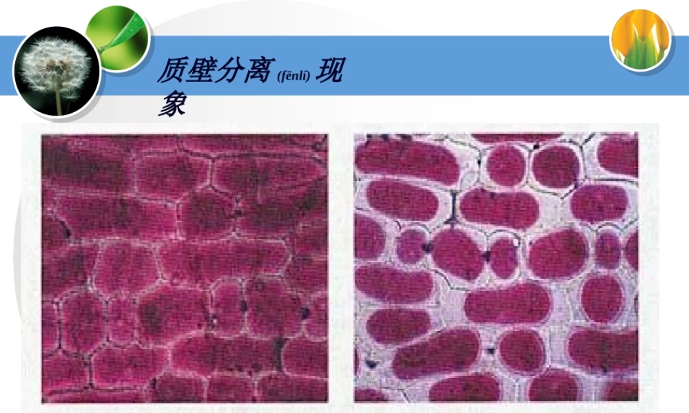 2022年医学专题—物质进出细胞的方式.ppt