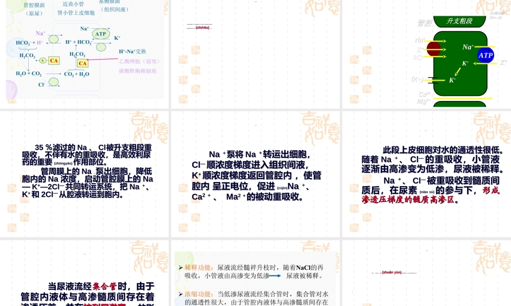 2022年医学专题—第16章-利尿药与脱水药.ppt
