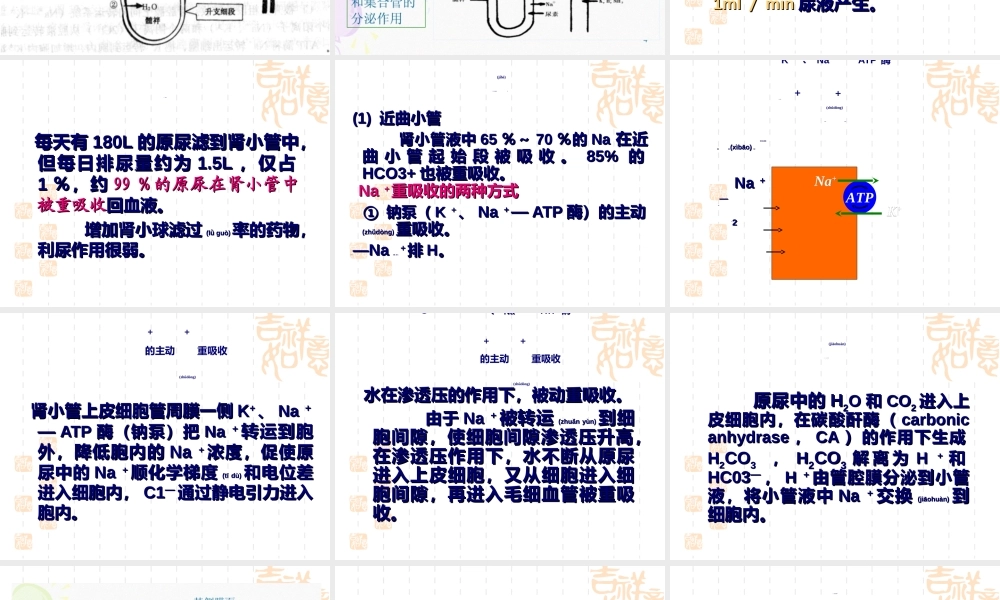 2022年医学专题—第16章-利尿药及脱水药.ppt
