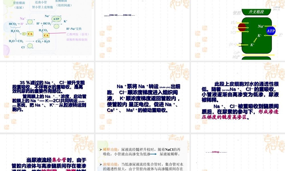 2022年医学专题—第16章-利尿药及脱水药.ppt
