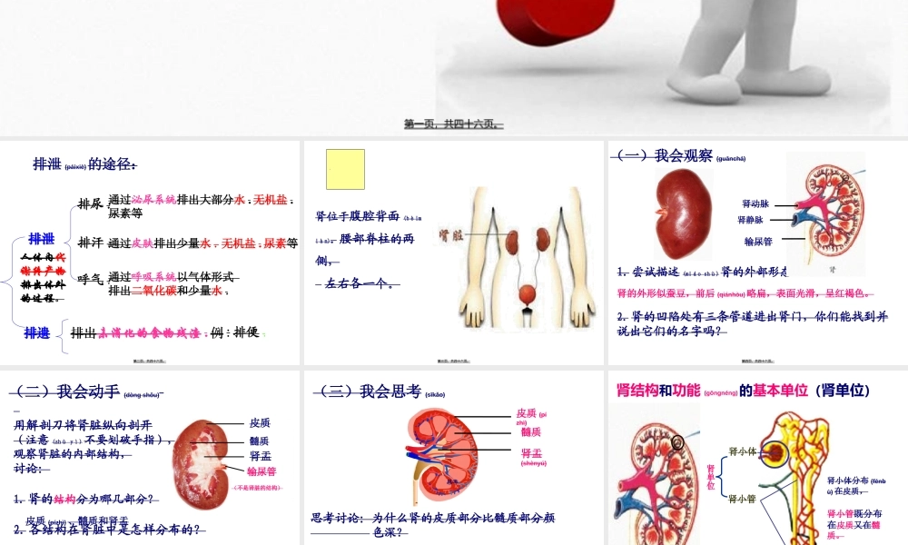 2022年医学专题—第一节尿液的形成和排出++PPT45.ppt