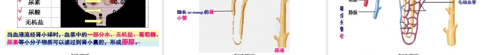 2022年医学专题—第一节尿液的形成和排出++PPT45.ppt