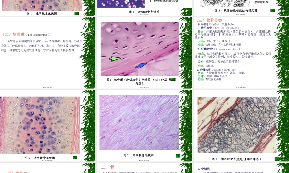 2022年医学专题—第四章-软骨与骨.ppt