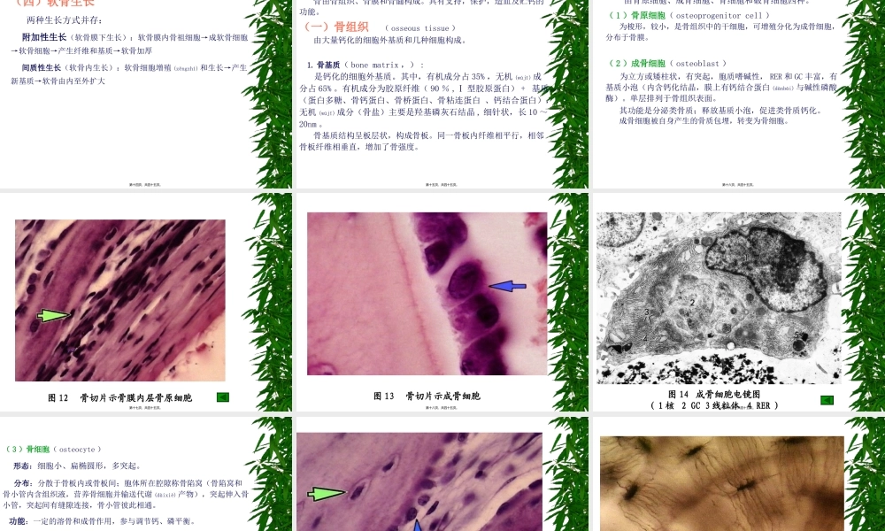 2022年医学专题—第四章-软骨与骨.ppt