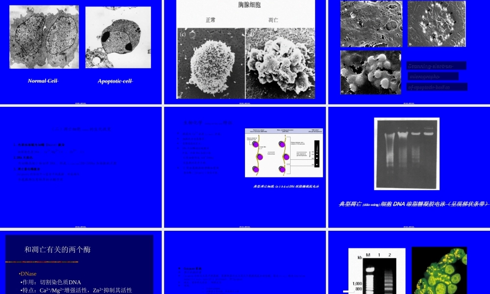 2022年医学专题—细胞凋亡与癌症发生.ppt
