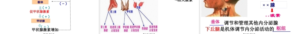 人体的激素调节ppt.pptx