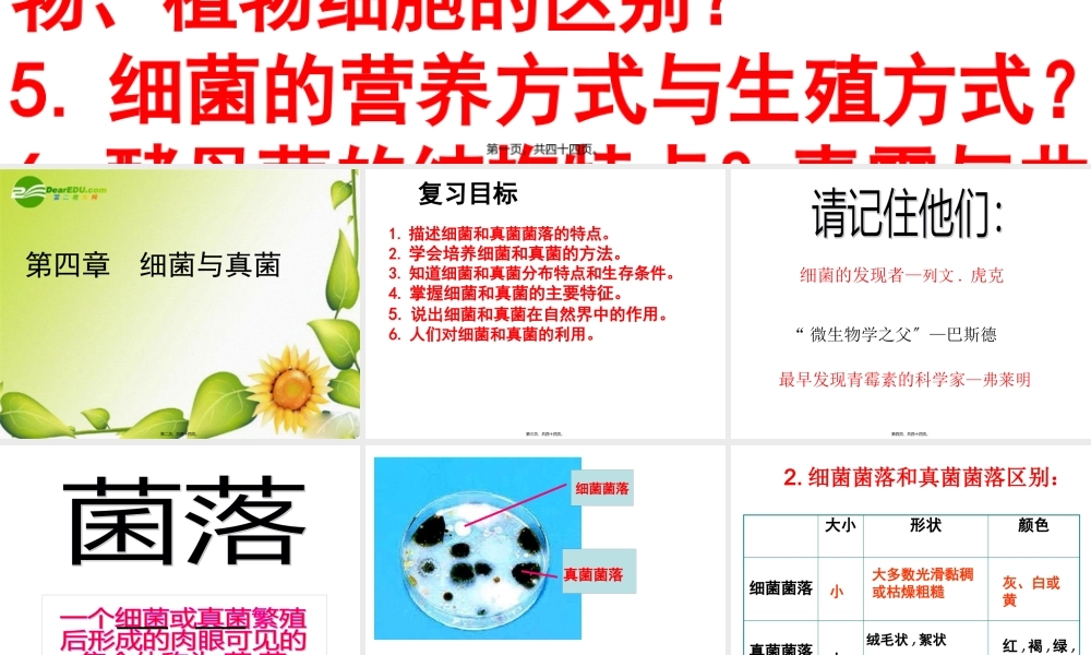 复习《细菌与真菌》.pptx