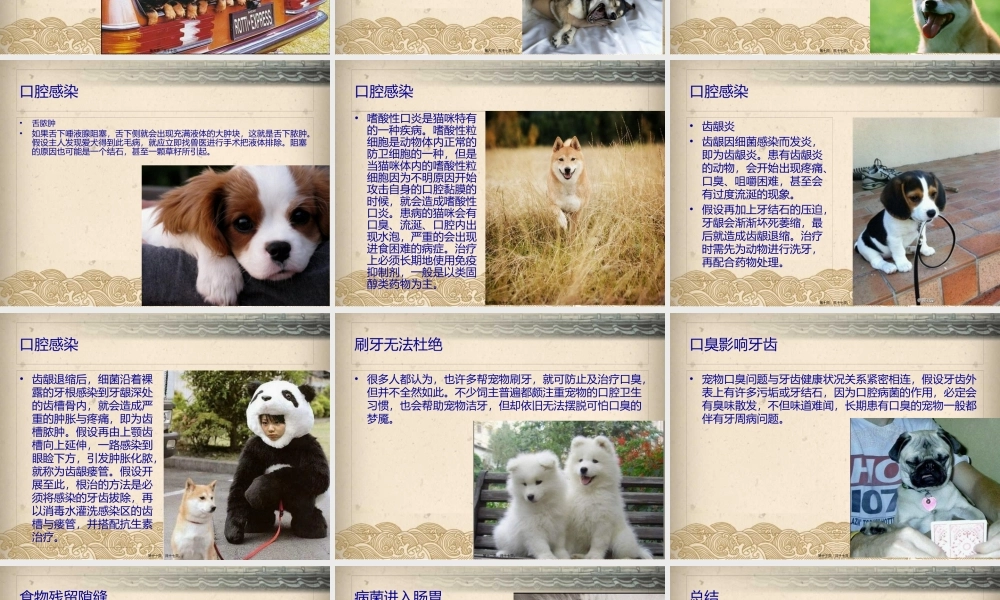 宠物产生口腔异味的原因及危害.pptx