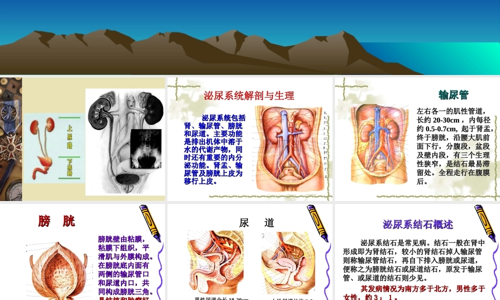 泌尿系结石梗阻.ppt