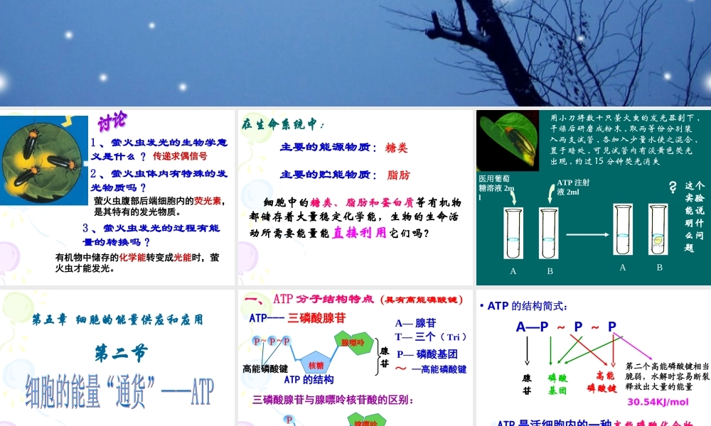 细胞的能量“通货”——ATP.ppt