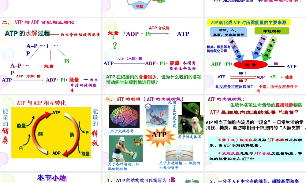 细胞的能量“通货”——ATP.ppt
