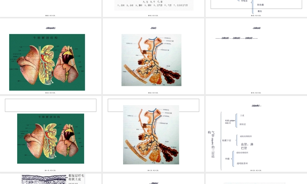 2022年医学专题—肺的结构.ppt