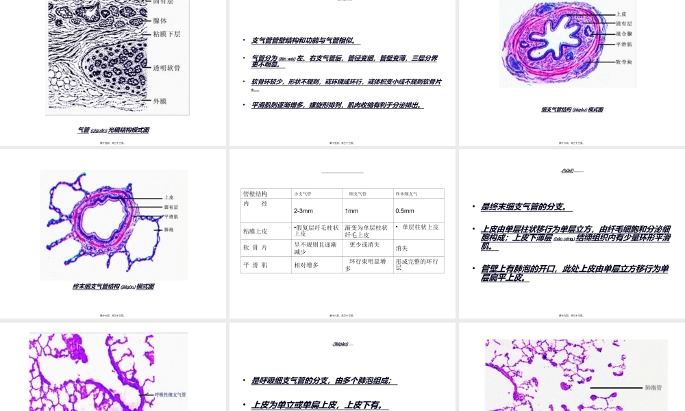 2022年医学专题—肺的结构.ppt