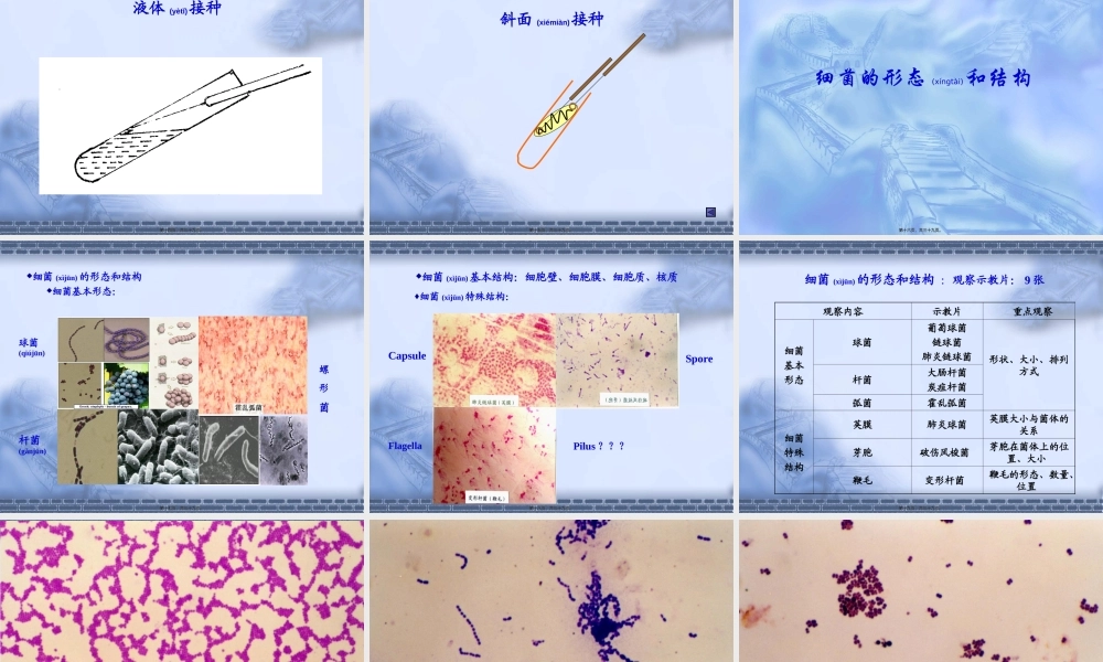 2022年医学专题—一细菌的检查法及真菌观察.ppt
