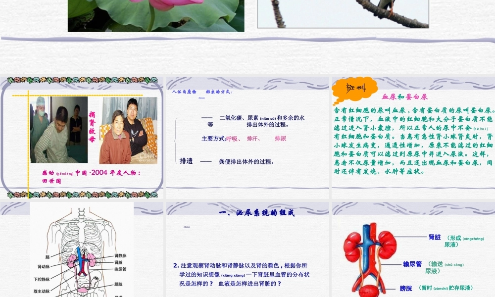 2022年医学专题—尿的形成和排出.ppt