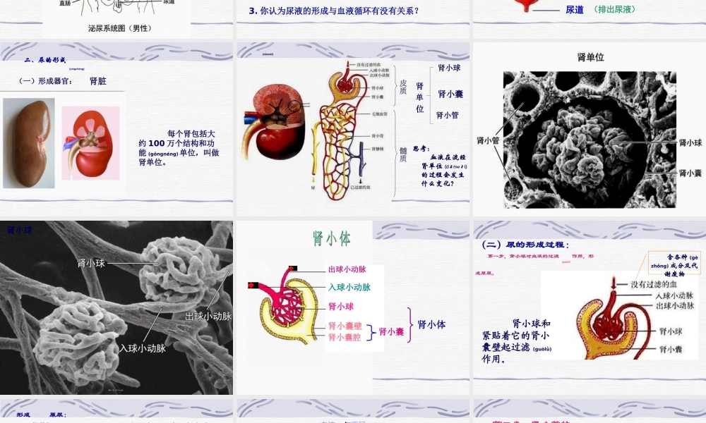 2022年医学专题—尿的形成和排出.ppt