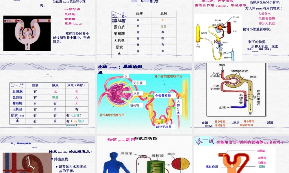 2022年医学专题—尿的形成和排出.ppt