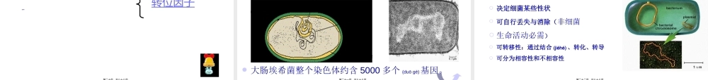 2022年医学专题—第十三章细菌的遗传与变异.ppt