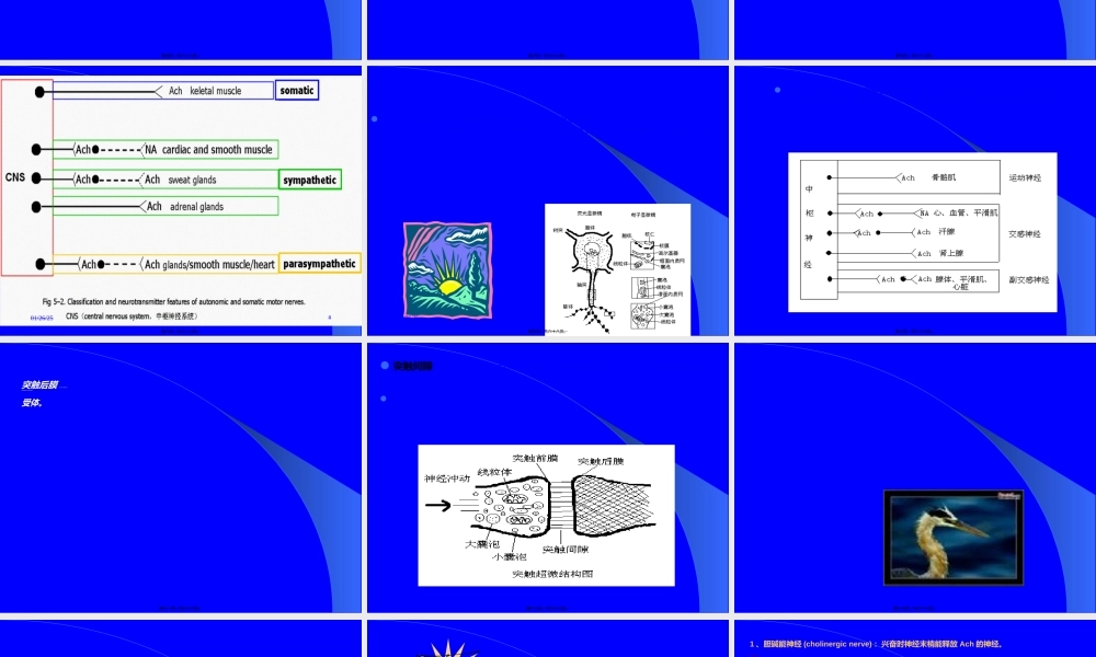 2022年医学专题—第5章--传出神经系统药概论.ppt