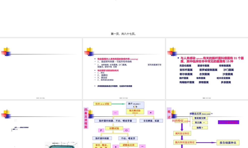 2022年医学专题—肠杆菌科鉴定(全).ppt