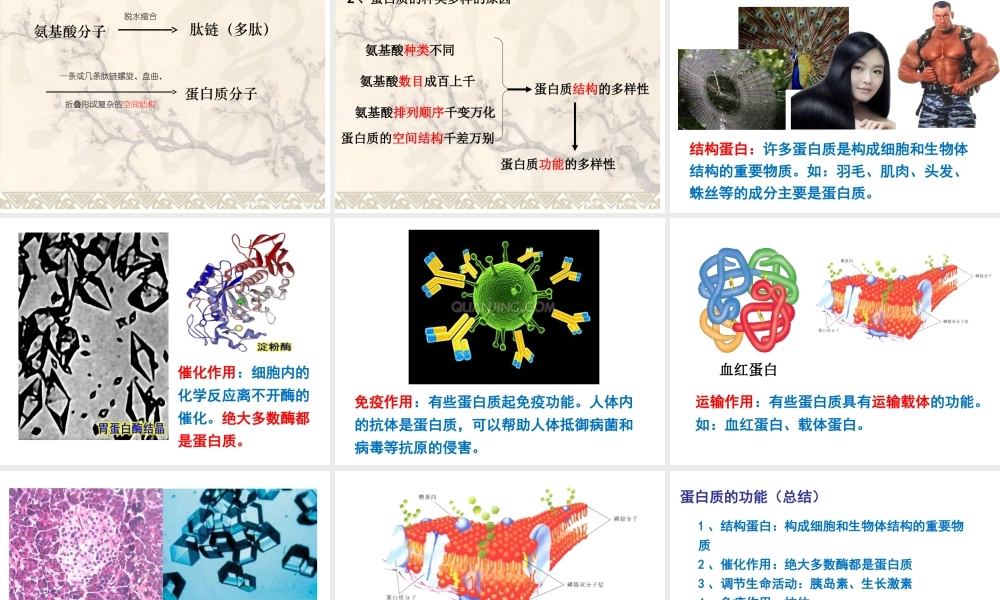 必修一2.2蛋白质-(共35张PPT).ppt