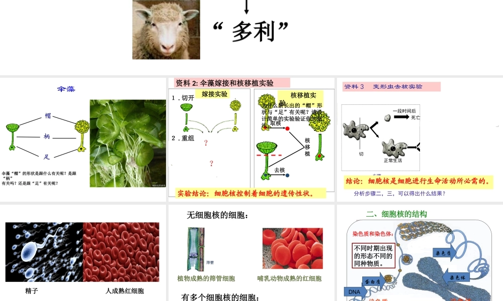 细胞和原核细胞[整理后].ppt