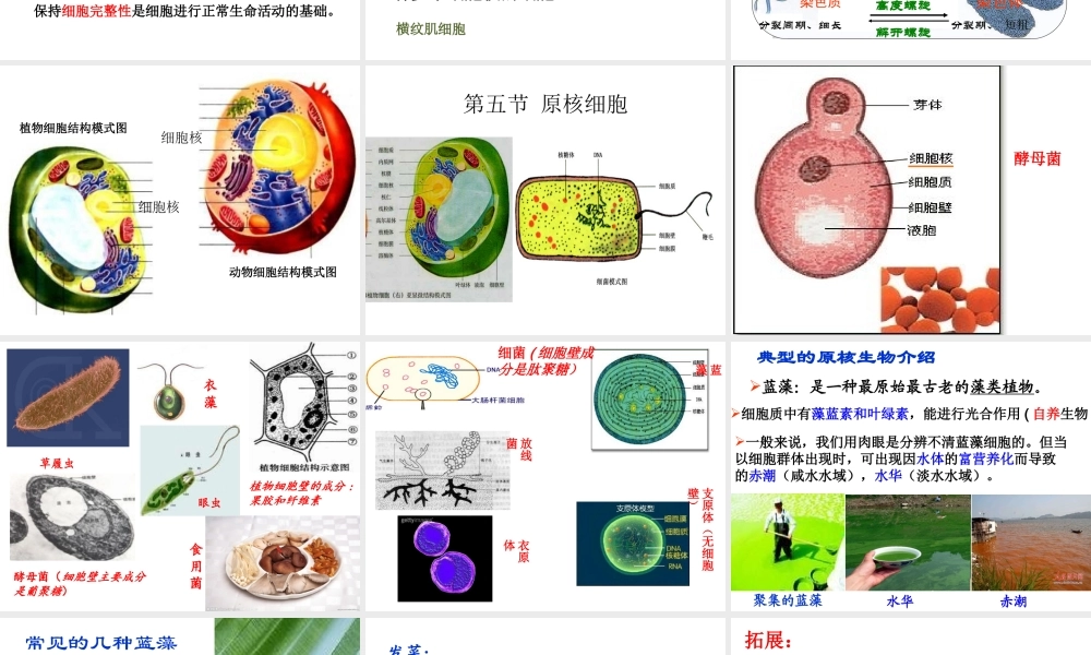 细胞和原核细胞[整理后].ppt