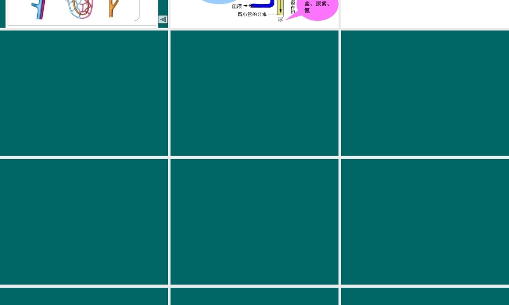 利尿药及脱水药2.ppt